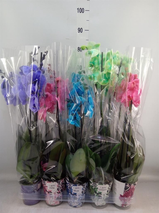 <h4>Phalaenopsis ...</h4>