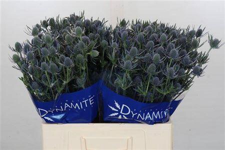 <h4>Eryn A Blue Dynamite</h4>