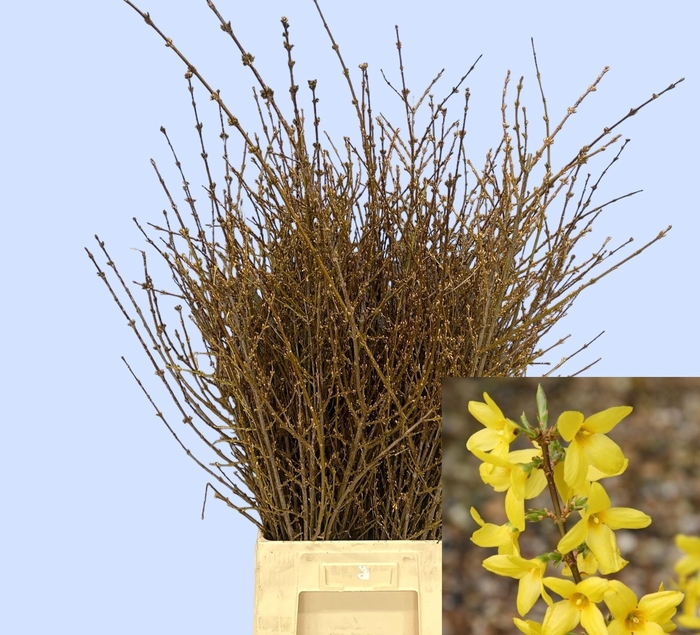 <h4>FORSYTHIA BOS</h4>