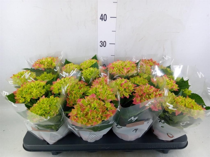 <h4>Hydrangea mac. 'Early Rosa'</h4>