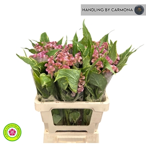 CEL C BOMBAY PINK