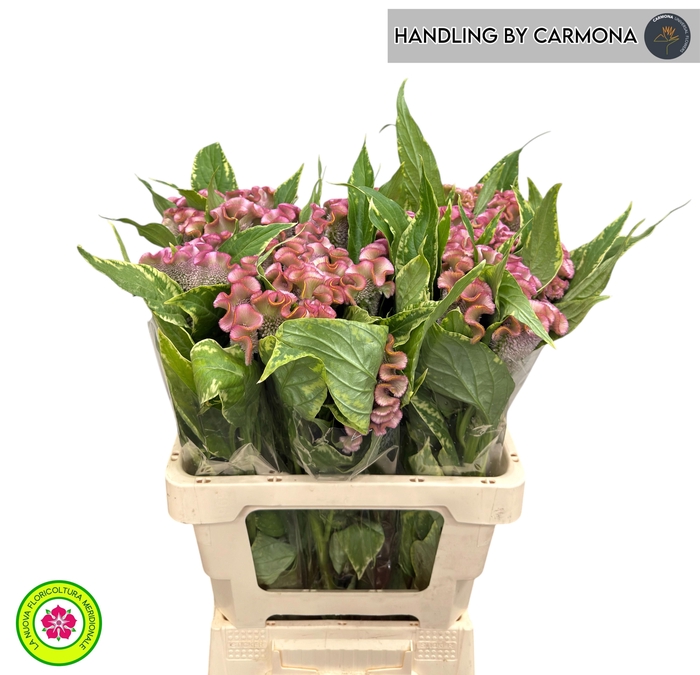 <h4>CEL C BOMBAY PINK</h4>