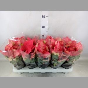 Euphorbia pulc. 'Premium Ice Cryst'