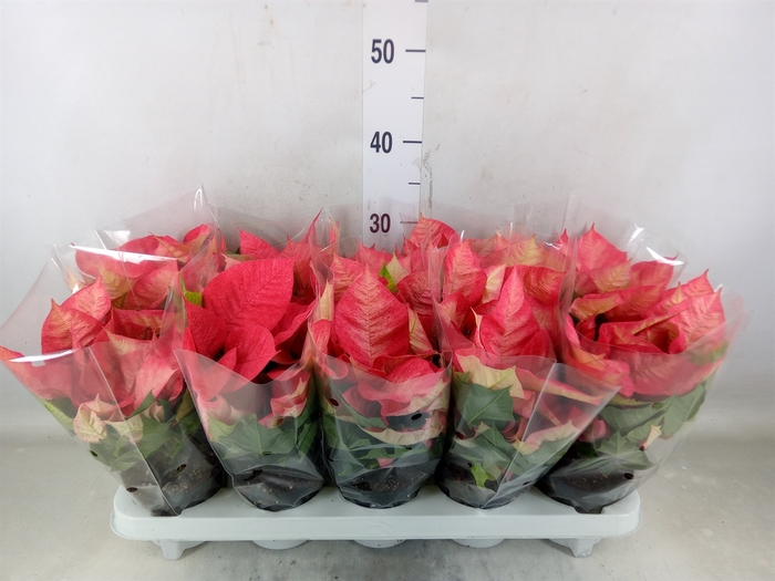 <h4>Euphorbia pulc. 'Premium Ice Cryst'</h4>