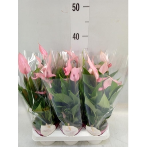 Anthurium andr. 'Lilli'