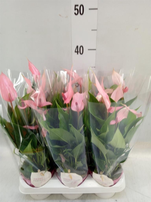 <h4>Anthurium andr. 'Lilli'</h4>