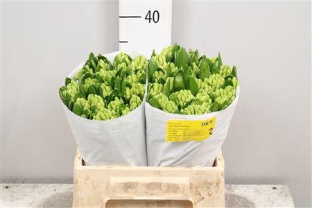 <h4>Hyac Antarctica</h4>