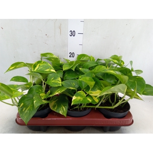 Epipremnum pinn. 'Aureum'