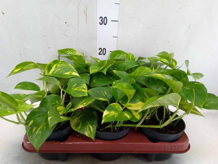 <h4>Epipremnum pinn. 'Aureum'</h4>