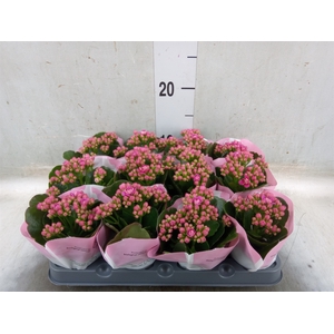 Kalanchoe   ...