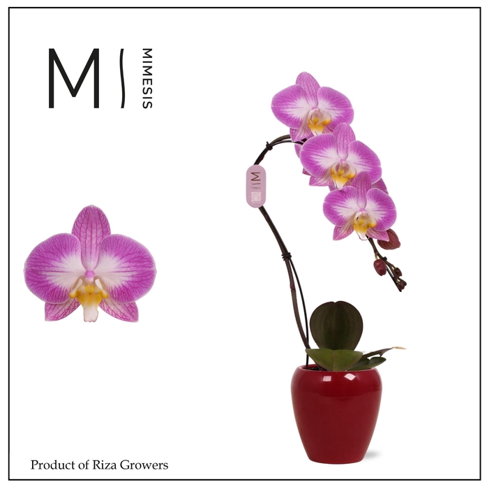 <h4>Phalaenopsis Swan Special 1 spike – 7cm in Martine Red | Mimesis</h4>