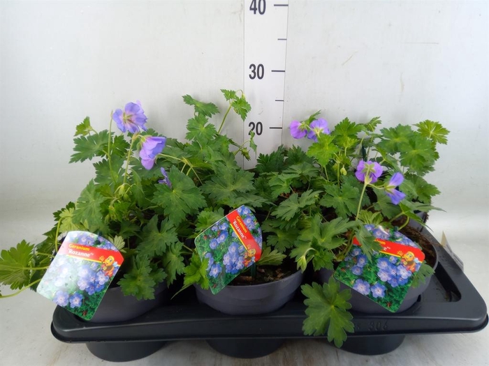 <h4>Geranium  'Rozanne'</h4>