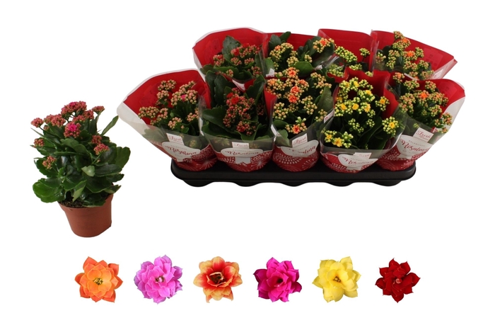 <h4>KAL GE RO GEM 6 KL</h4>