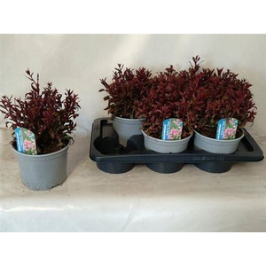 Gaura lindheimeri Belleza Dark Pink
