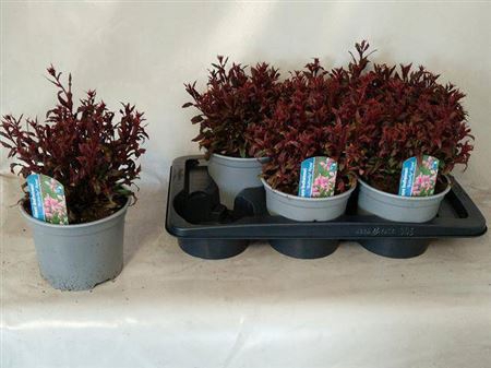<h4>Gaura lindheimeri Belleza Dark Pink</h4>