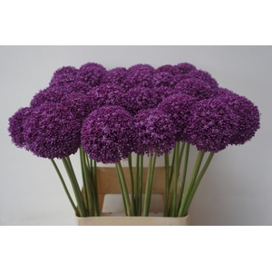 ALLIUM AMBASSADOR