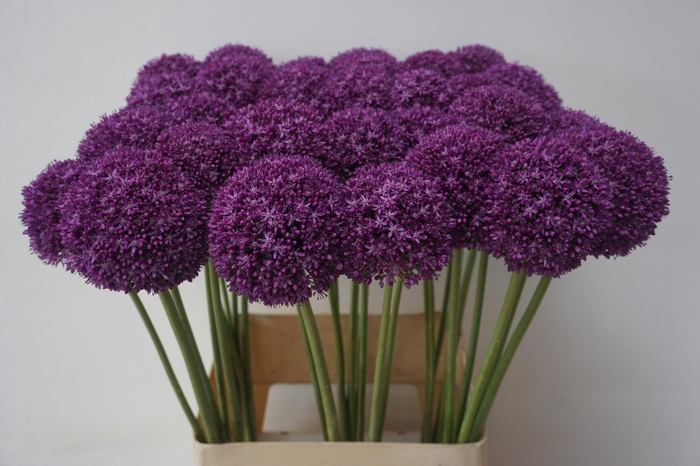 <h4>ALLIUM AMBASSADOR</h4>