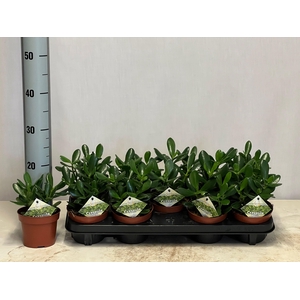 CRASS OVATA