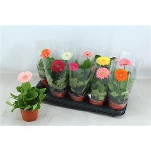 Gerbera gemengd