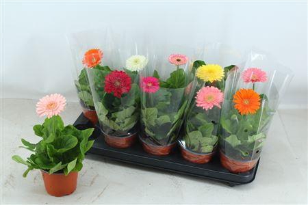 <h4>Gerbera gemengd</h4>