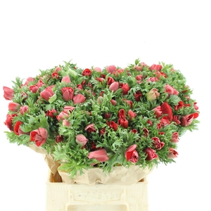 Anem Co Mar Red White