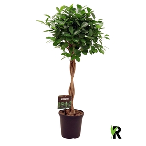 Ficus micr. Moclame gevlochten stam