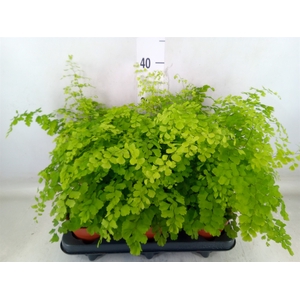 Adiantum raddi. 'Fragrans'