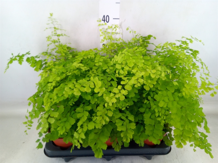 <h4>Adiantum raddi. 'Fragrans'</h4>