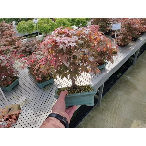 Acer palmatum deshojo shape, pot 19 cm.
