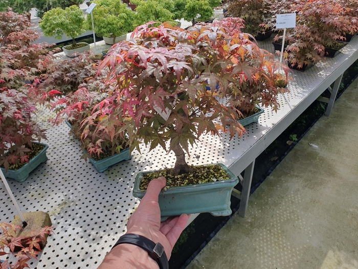 <h4>Acer palmatum deshojo shape, pot 19 cm.</h4>