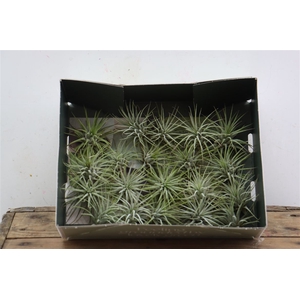 Tillandsia Ionantha Groen X20
