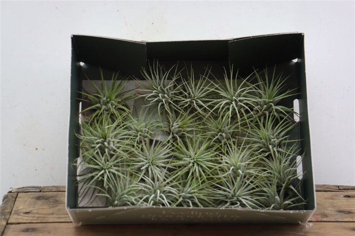 <h4>Tillandsia Ionantha Groen X20</h4>