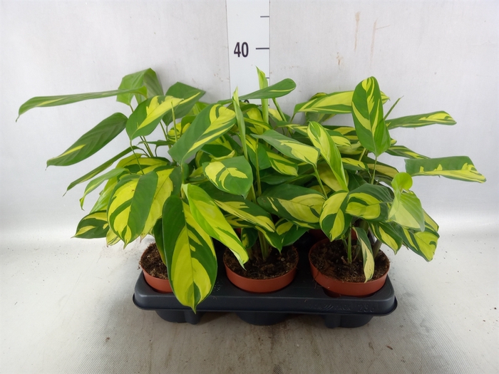 <h4>Ctenanthe pilosa 'Mosaic'</h4>