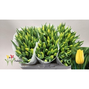 Tulipa si strong gold