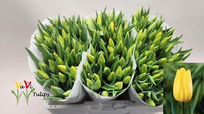 <h4>Tulipa si strong gold</h4>