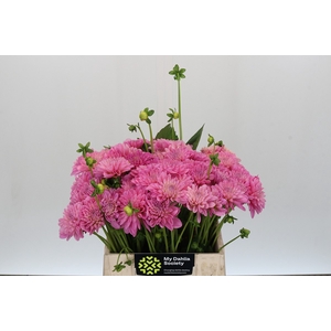 Dahlia Pink Pop