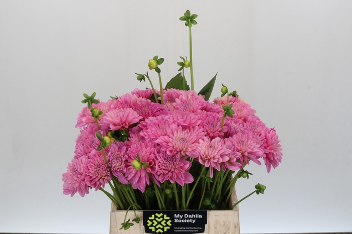Dahlia Pink Pop
