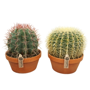 Cactus