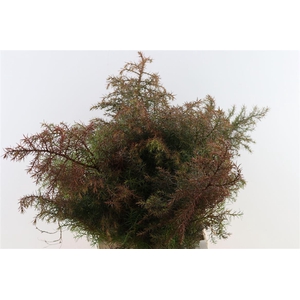 Cryptomeria Japonica Elegans Red Bio