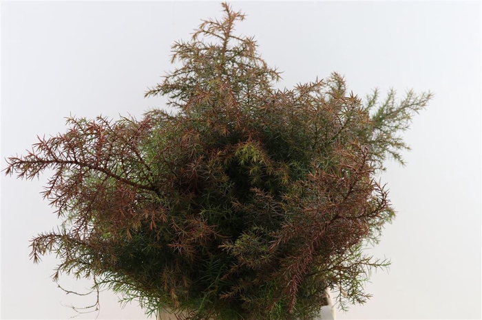 <h4>Cryptomeria Japonica Elegans Red Bio</h4>