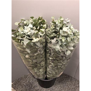 Euca Cinerea 400 Gram