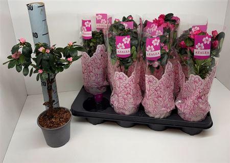 <h4>Rhodo Si Gem Stam</h4>