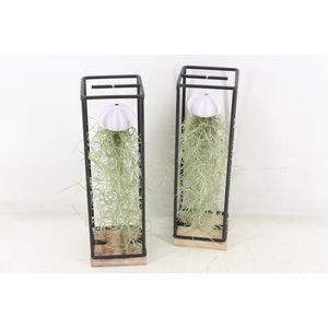 arr3 CP - Ijzer frame hang schelp