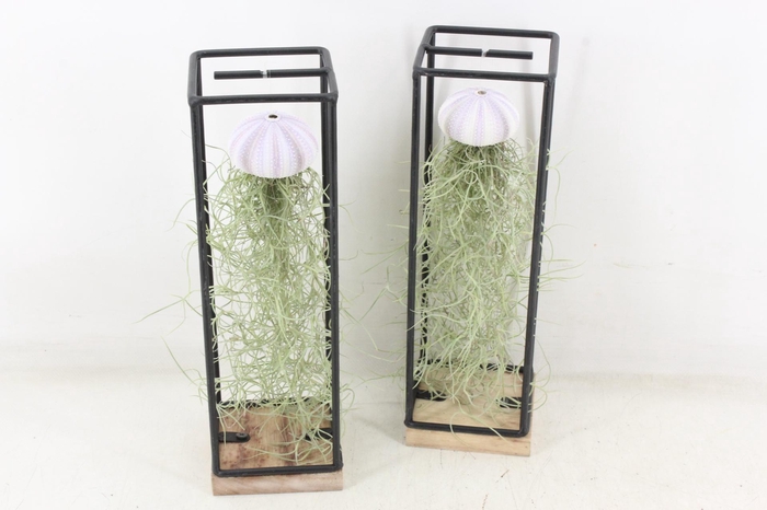 <h4>arr3 CP - Ijzer frame hang schelp</h4>