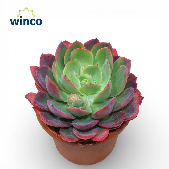 <h4>Echeveria Luella Red</h4>