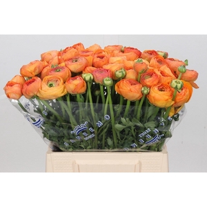 Ranunculus Clooney Salmon Extra