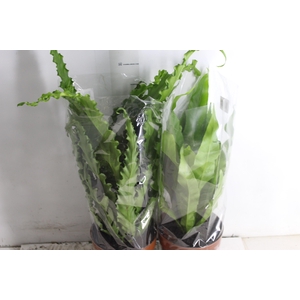ASPLENIUM VARIADO P17