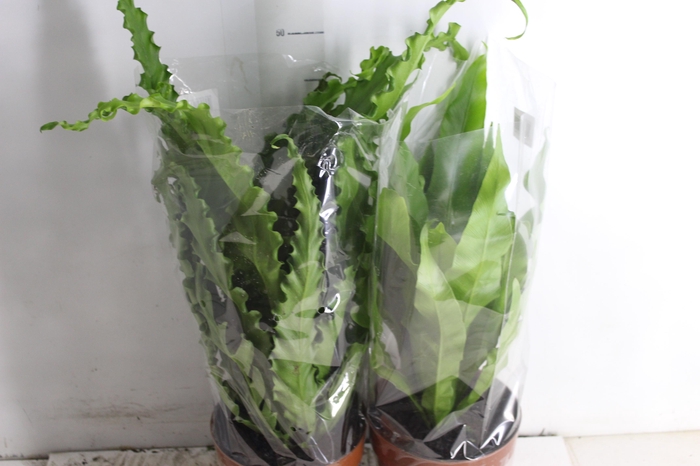 <h4>ASPLENIUM VARIADO P17</h4>