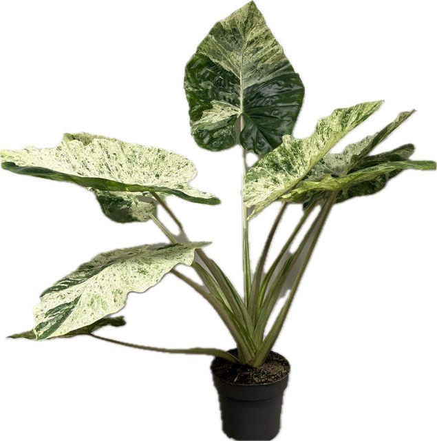 <h4>Alocasia Macrorrhiza Splash 24cm</h4>