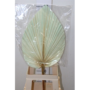 Dried Palmetto Light Blue Per Stem